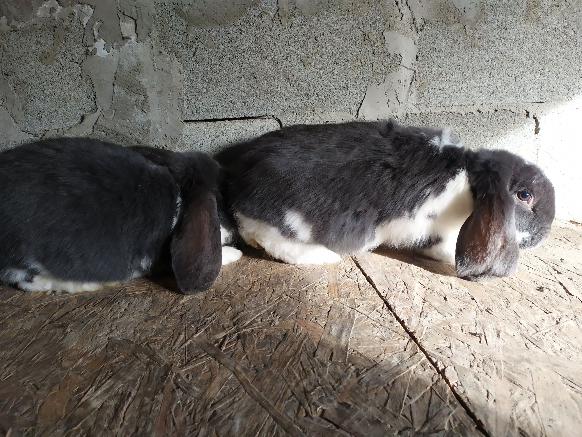 Продам кролі французький баран