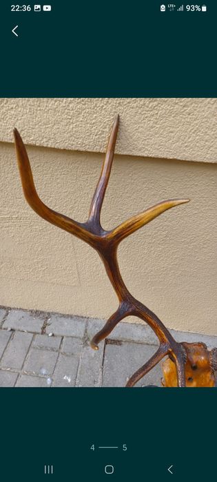 Duże poroże jelenia z czaszką dwunastak