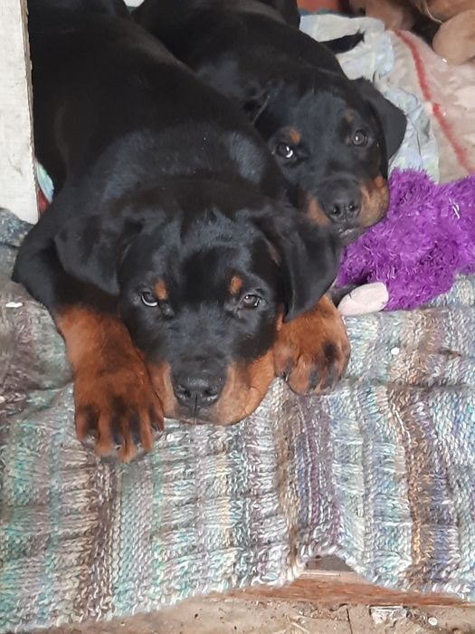 Чудові хлоп'ята-ротики