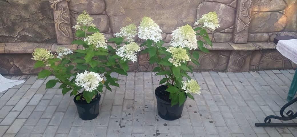 Продам метельчатую гортензию.