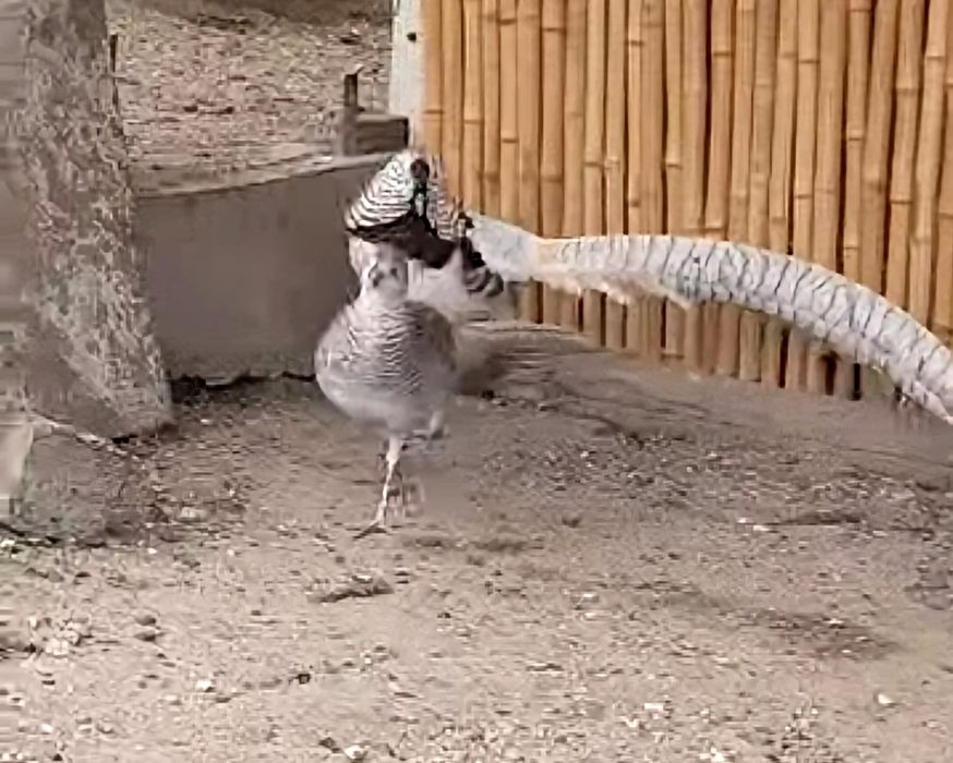 Bażant  bażanty  DIAMENTOWE  silver  (srebrne)  dorosła para