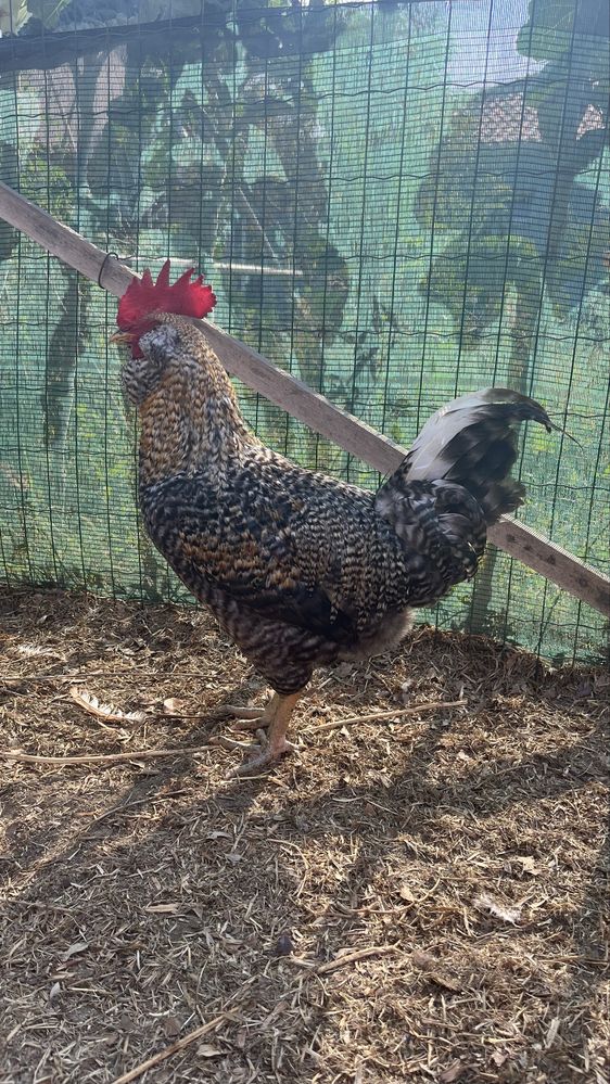 Vendo Galo Pedrês muito bonito