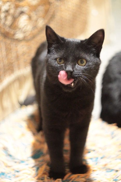 Котенок в поисках семьи