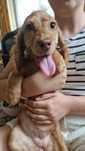 Cocer Spaniel suczka