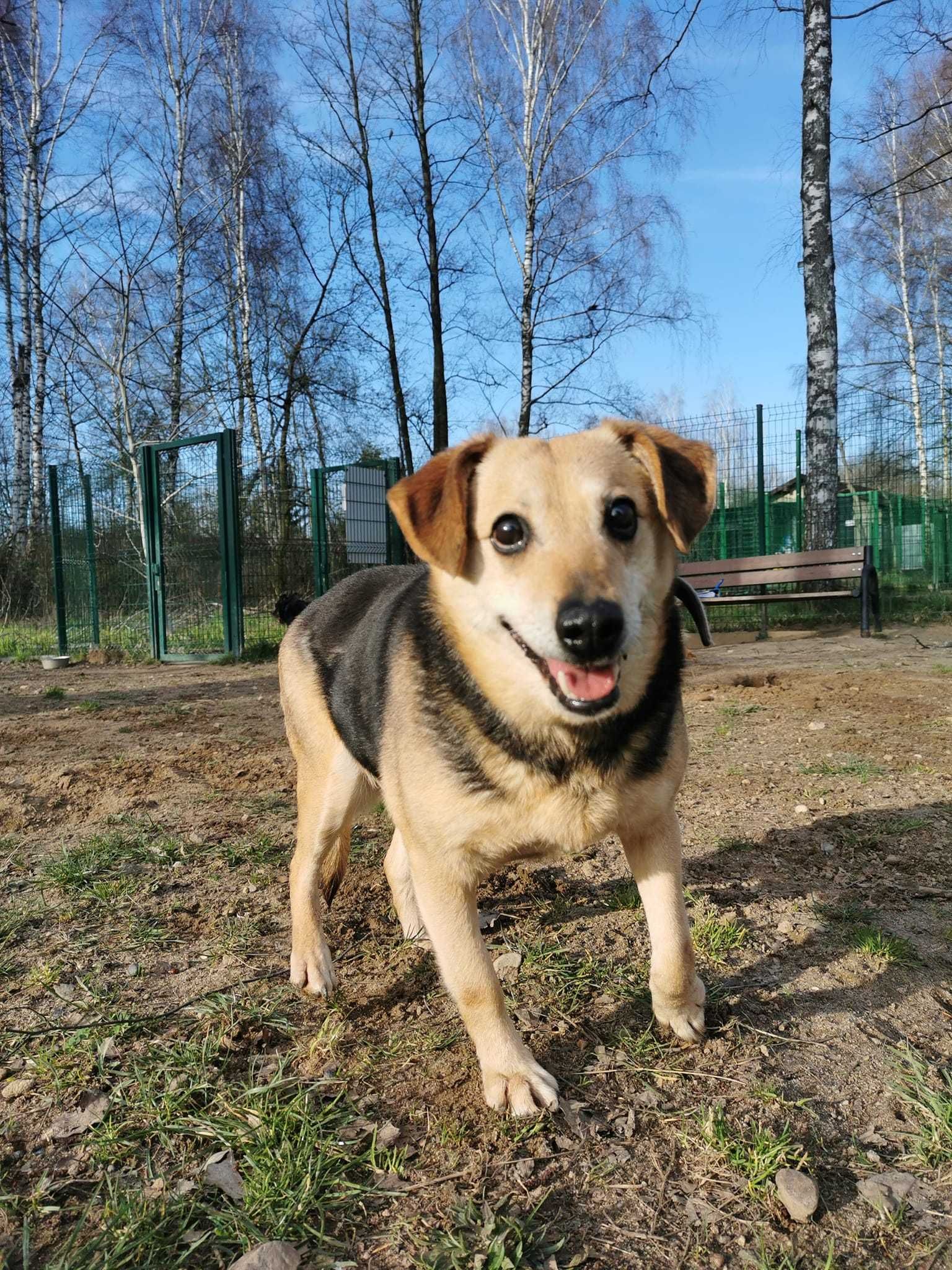 Tina 5 letnia sunia wystraszona schroniskiem - URATUJ BŁAGAM