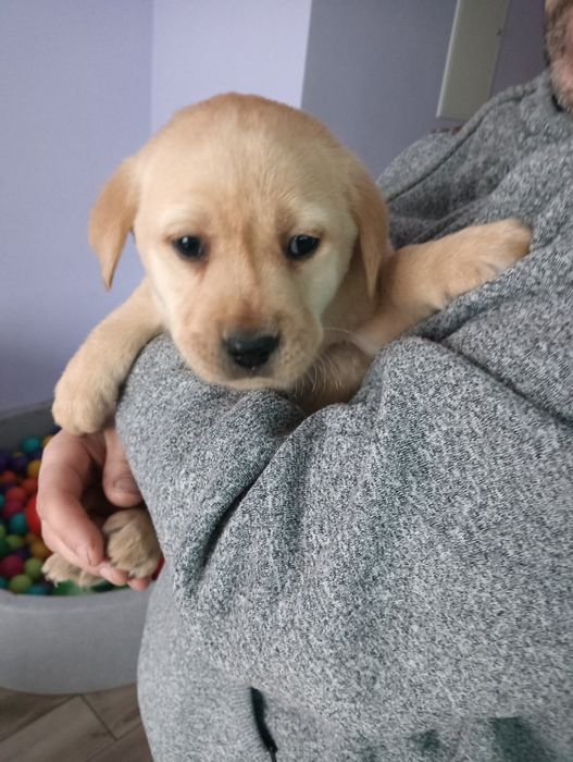 Labrador Retriever z Rodowodem