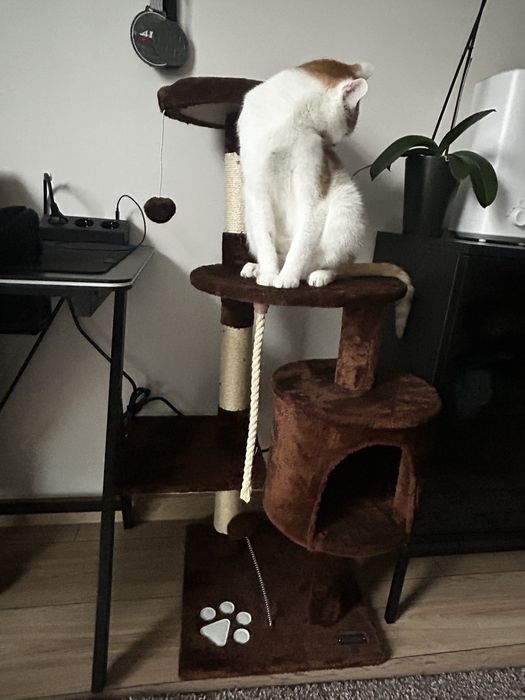 Drapak dla kotow, nieuzywany