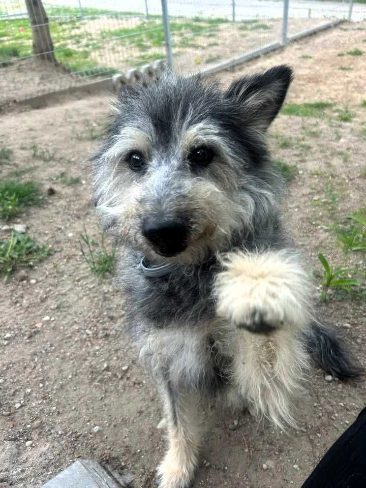 Gizmo – pies, który wciąż czeka...