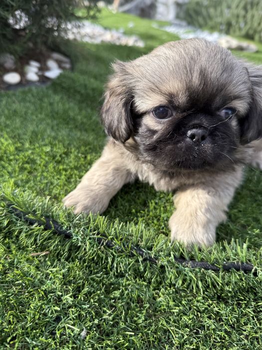 Piquenes maravilhosa exelente linhagem