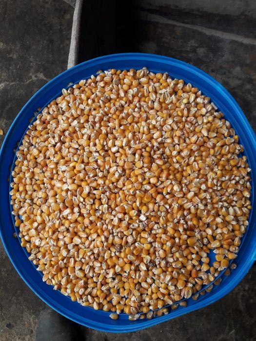 Kukurydza drobna sucha z 2025