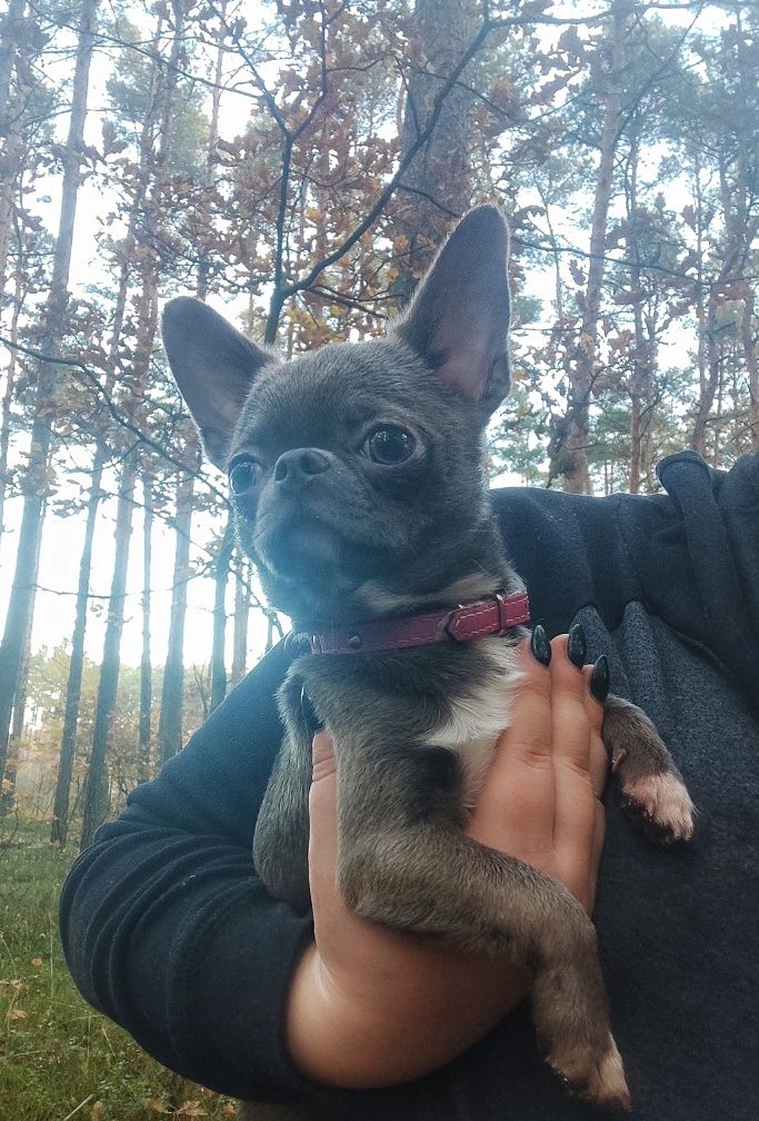 Chihuahua piesek do odbioru liliowy