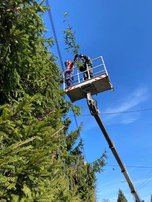 Pielęgnacja, wycinka drzew, podnośnik koszowy, czyszczenie działek