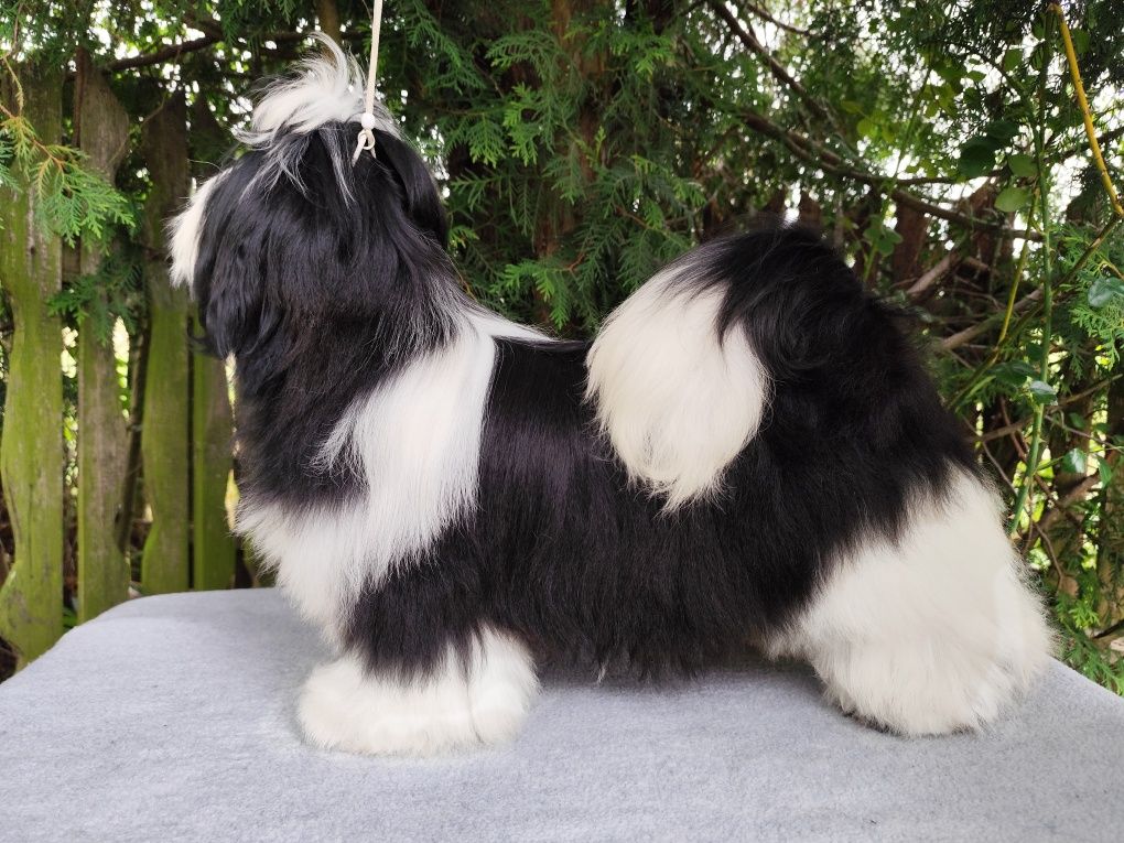 Piesek Shih Tzu z metryką rodowodem ZKwP FCI