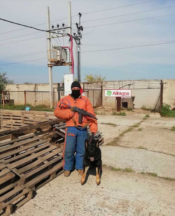 Цуценята німецької вівчарки Ксу, щенки немецкой овчарки
