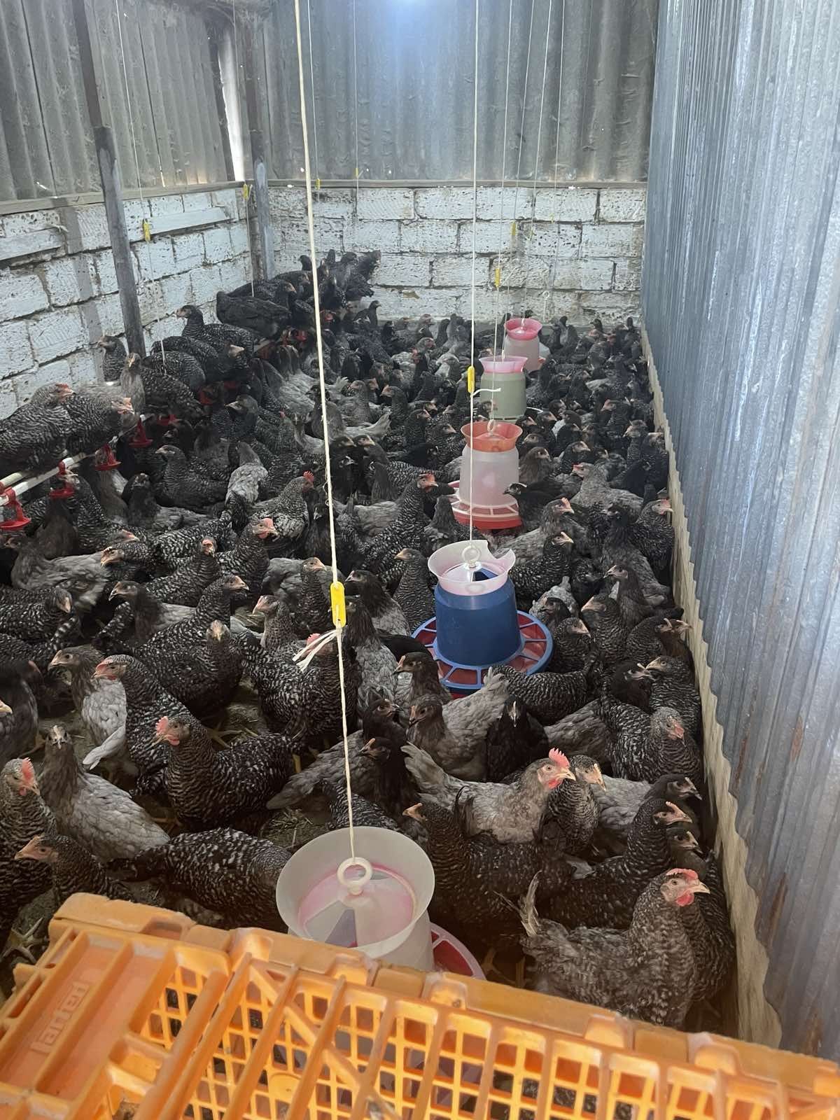 Продам кури несушки