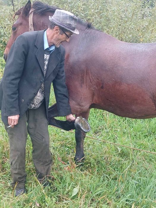 Продам кобилу молоду 4.5 роки