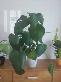 Monstera w doniczce