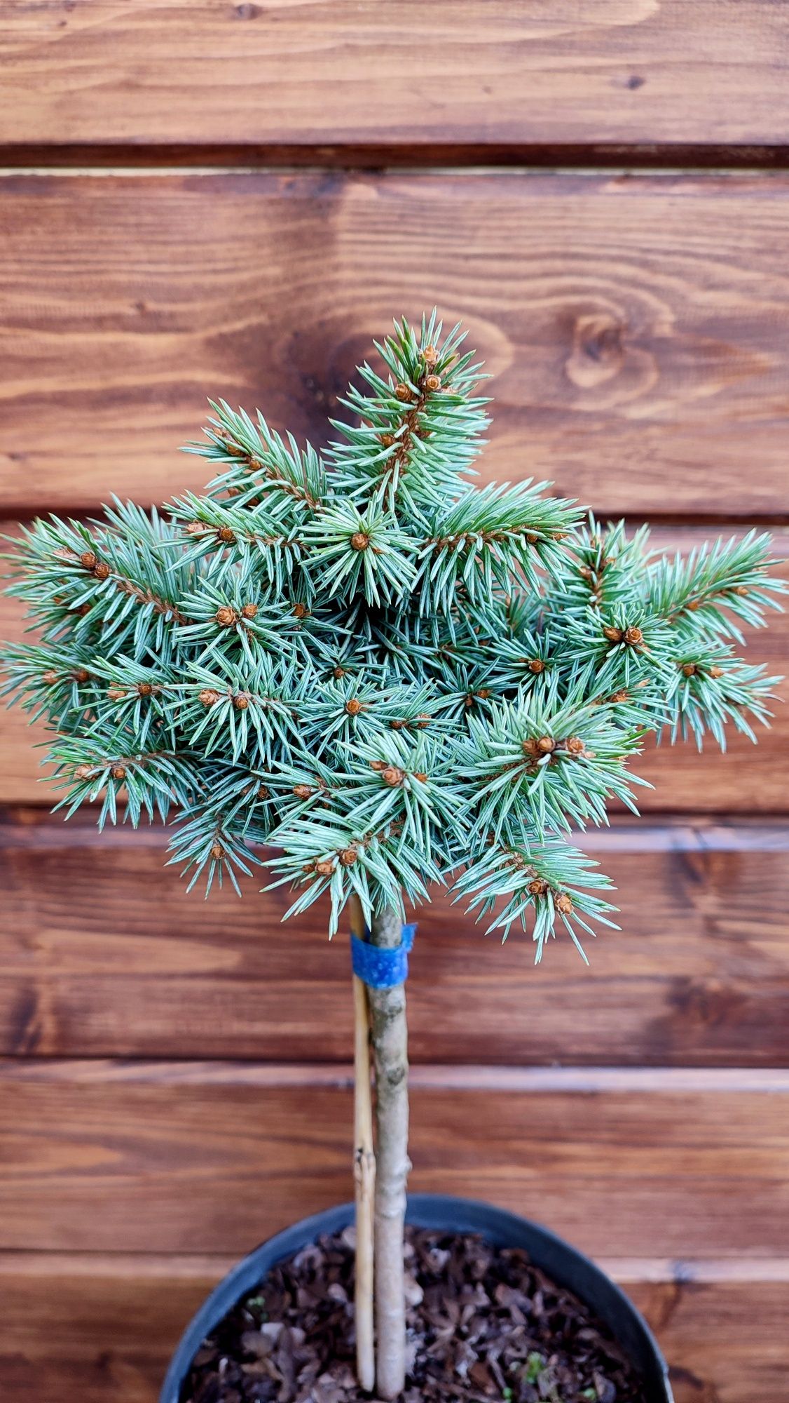 Ель Блю Пёрл (picea abies Blue Pearl)