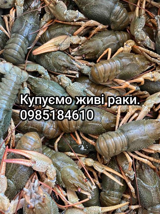 Треба купити раків