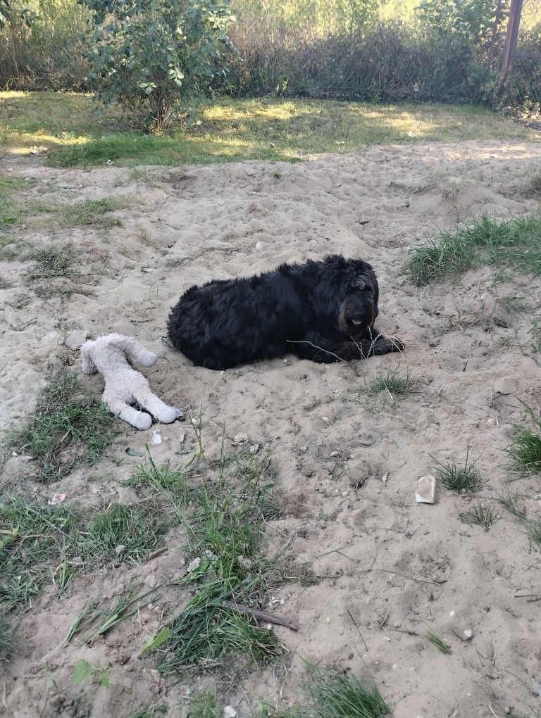 Zarezerwowana do 31.08.25  za darmo suczka