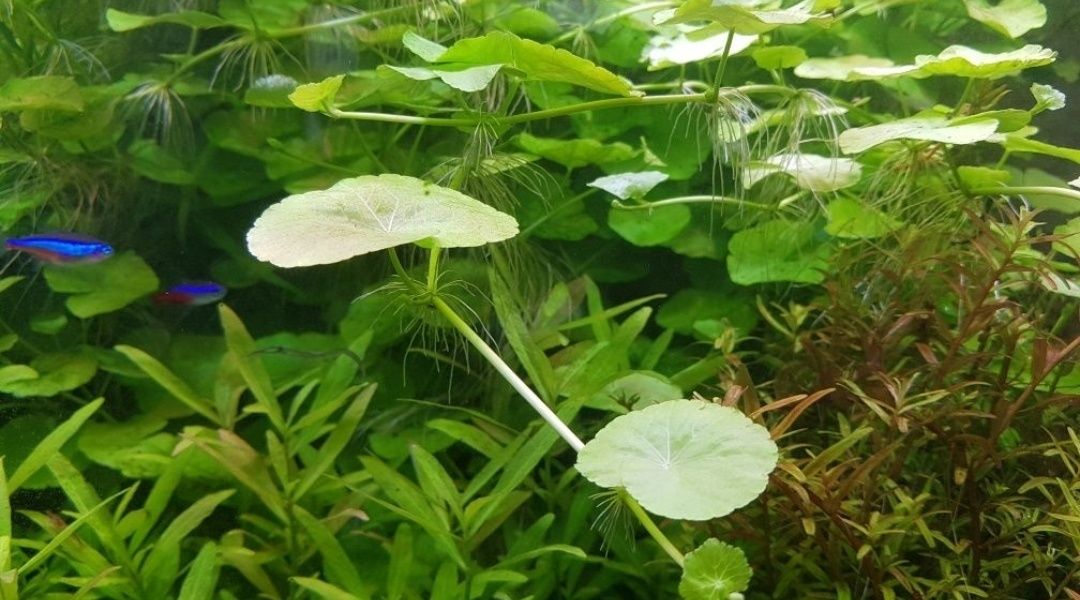 HYDROCOTYLE LEUCOCEPHALA 5szt roślina do akwarium
5