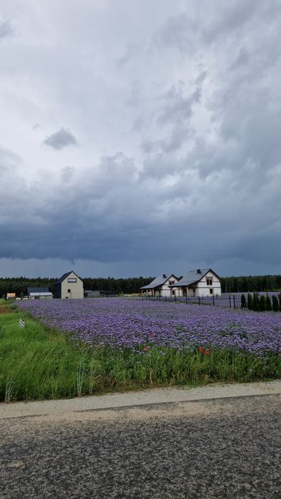 OKAZJA Sprzedam działki budowlane nad jeziorem Powidzkim Naprusewskim