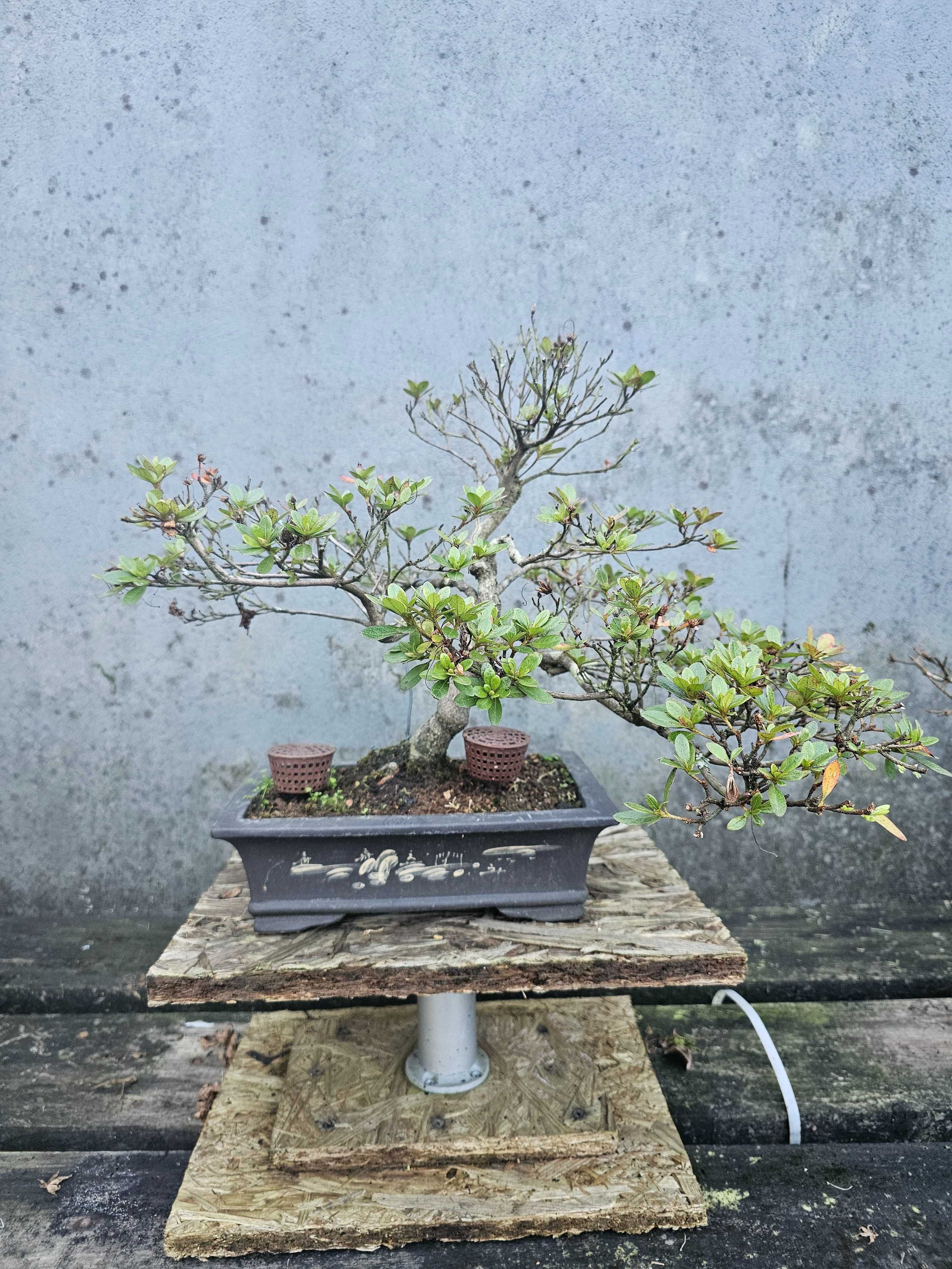 Bonsai de azalea
