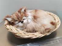 Gatinho de Peluche em Cestinha de Vime – Encanto e Doçura!