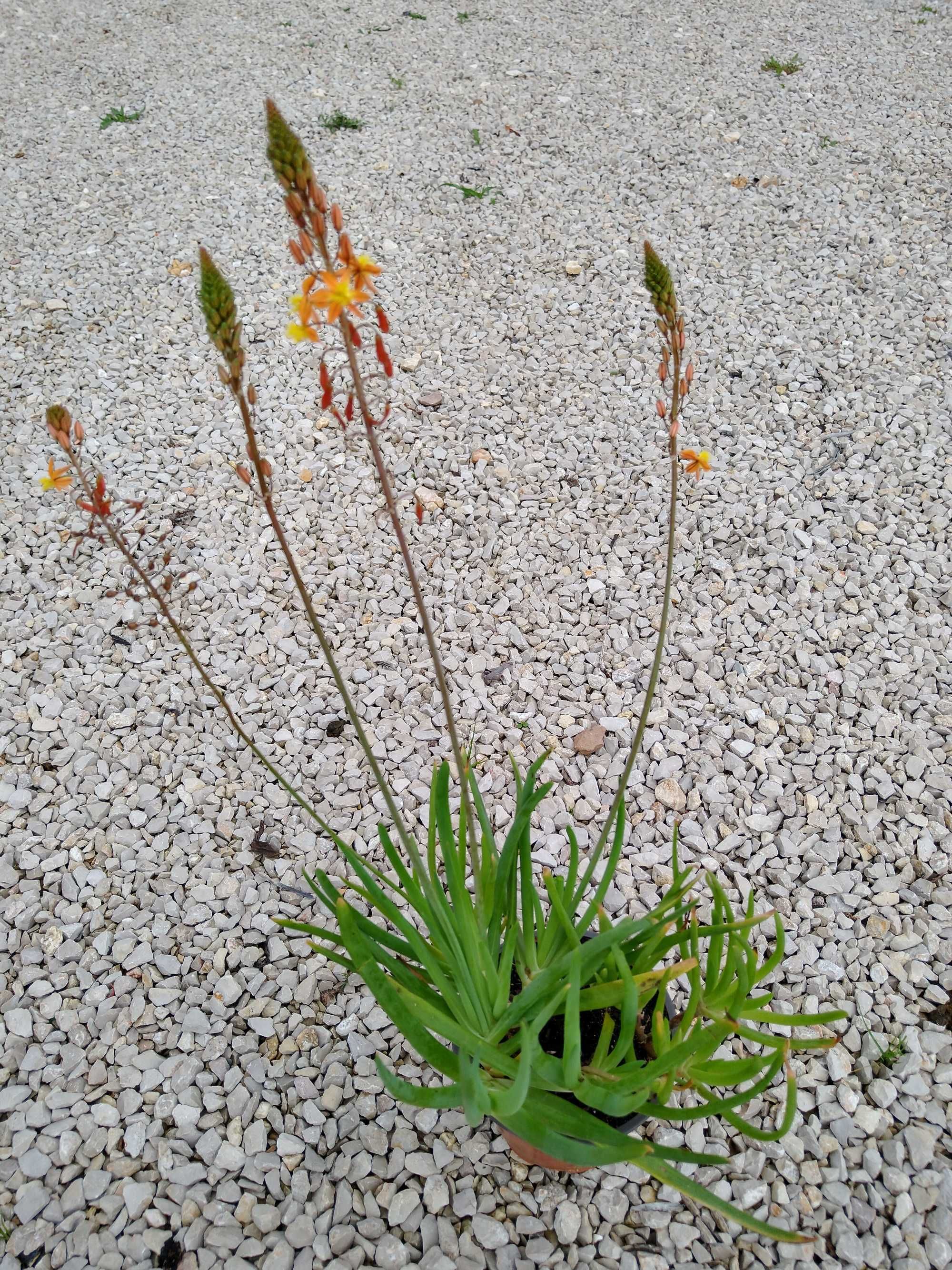 Plantas Bulbine frutescens