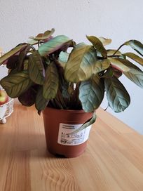 Calathea kwiatek w doniczce