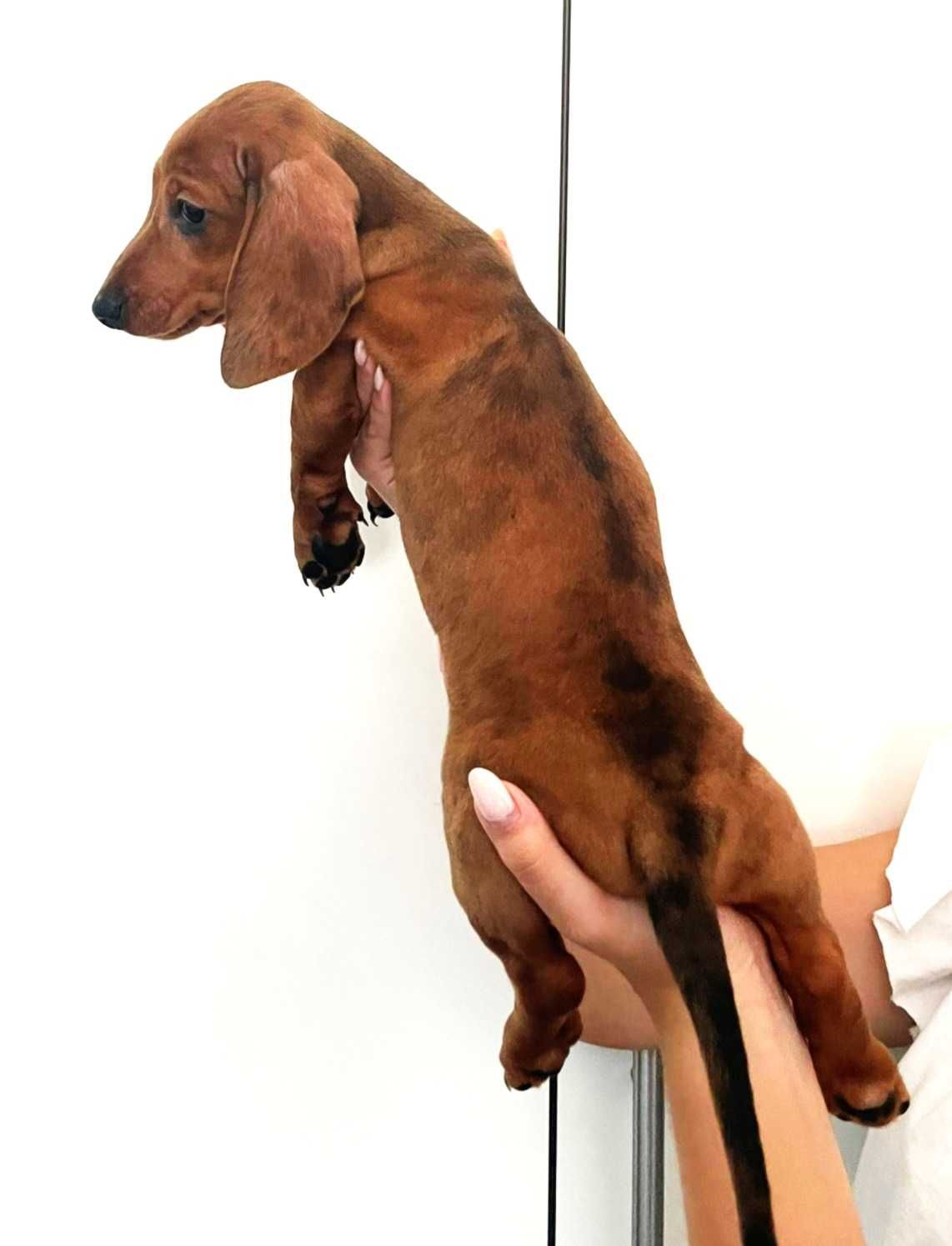 Teckel mini fêmea merle/ Dachshund mini