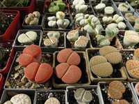 20 семян Lithops ,литопсы, семена со своих растений