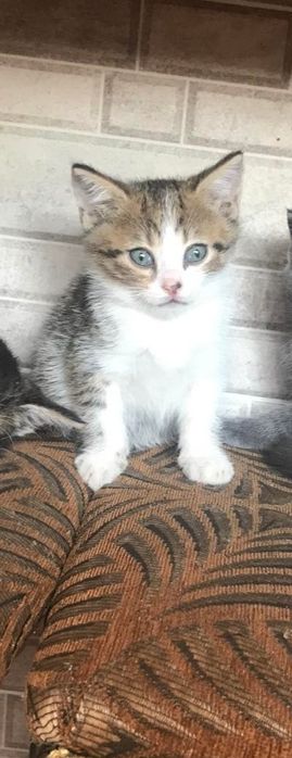 Віддам кошеня (хлопчик) у добрі руки