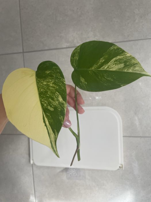 Монстера варієгатна жовта Aurea, Yellow splash