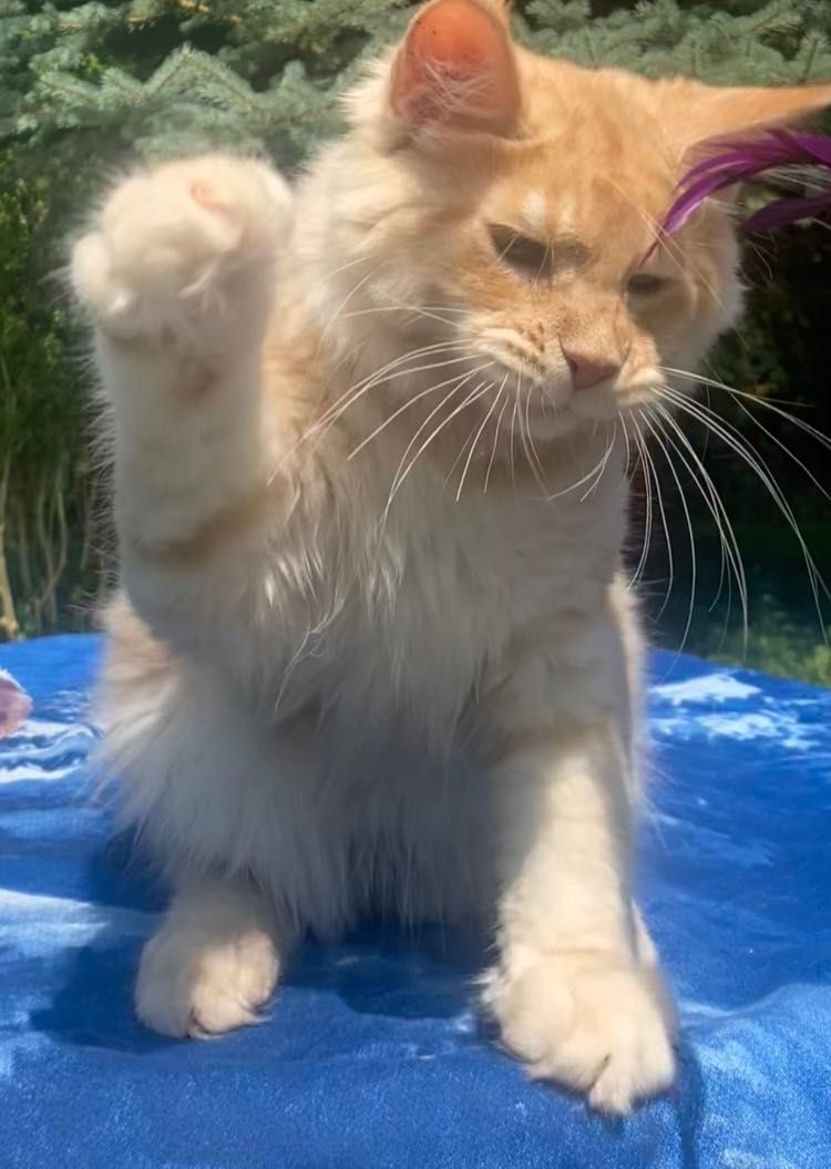 Maine Coon po importach ! Piękny kocurek !