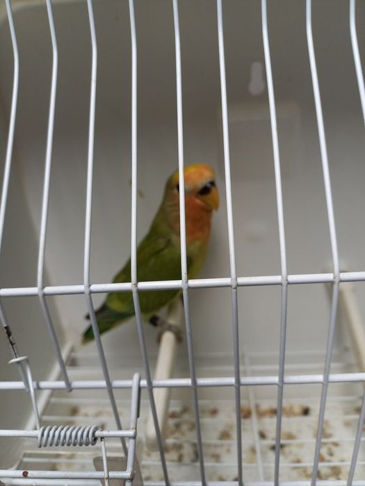 Agapornis  roseicollisn