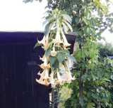 Datura brugmansja / beżowa wysokość 40-60 cm