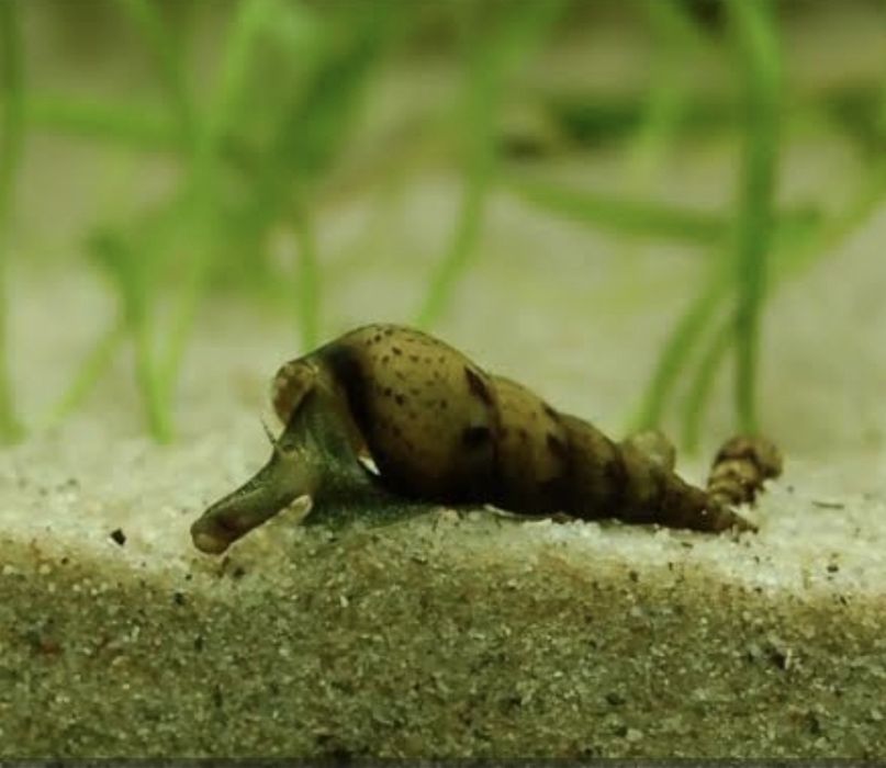 Melanoides tuberculata ou Caramujo trompeta