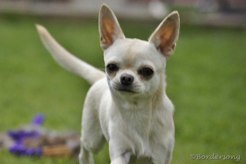 Chihuahua krótkowłosa suczka 17 miesięcy