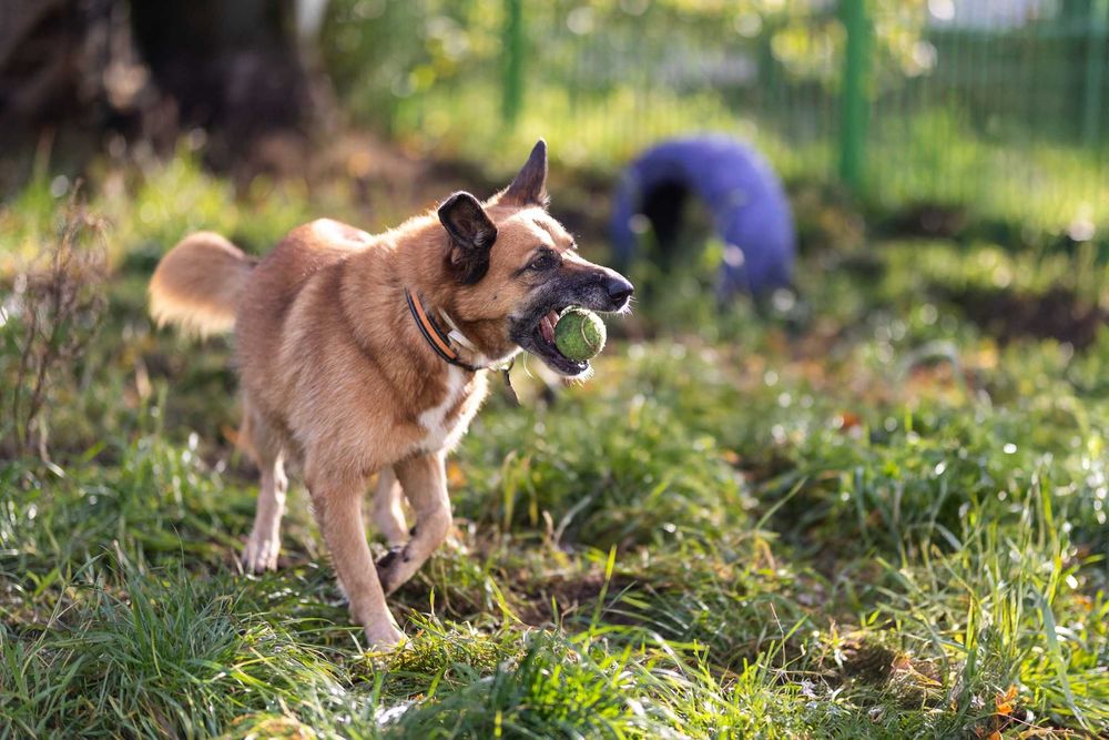SONIA - Schronisko dla Zwierząt w Ostródzie