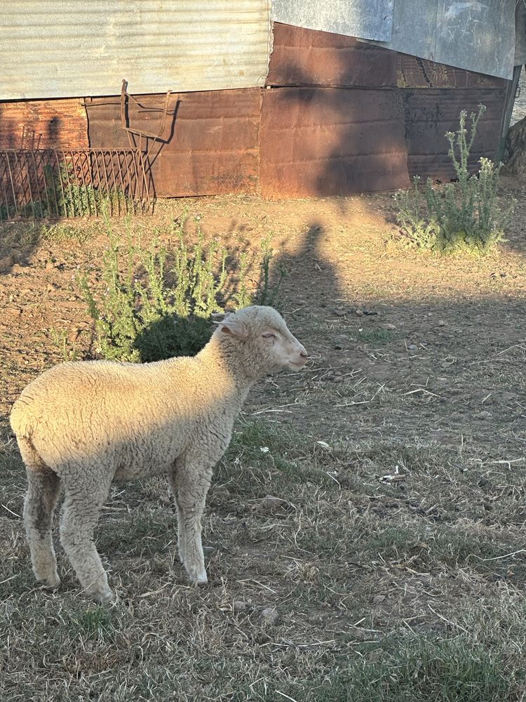 Vendo borregos Merino