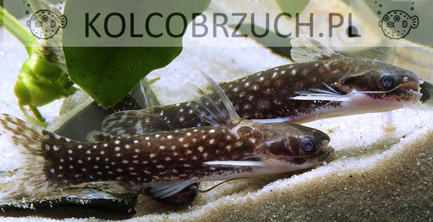 Tatia galaxias - Sumik - dowozimy, wysyłamy