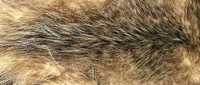 Casaco comprido em pele de opossum, linha clássica - Pele Anos 20/30