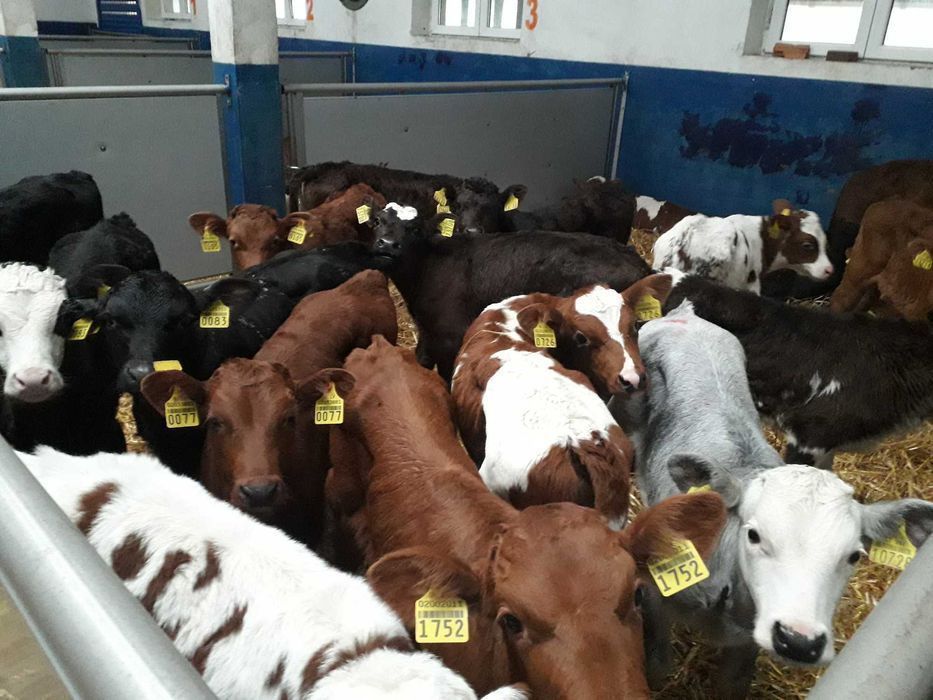 Sprzedam Cielęta mięsne, Byczki, Jałówki, MM, na krowę HF, raty