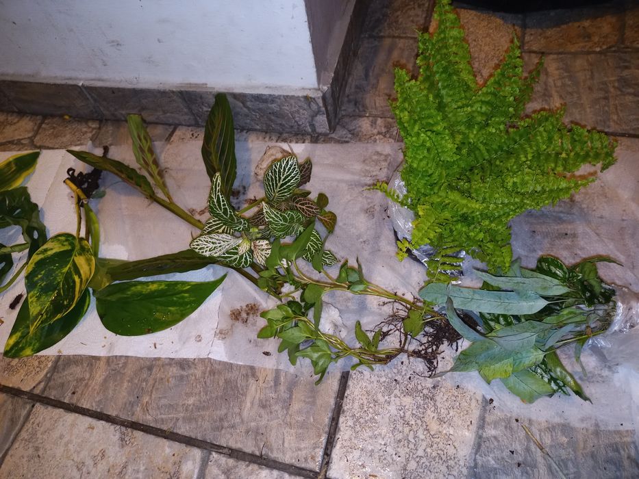 Zestaw roślin do terrarium