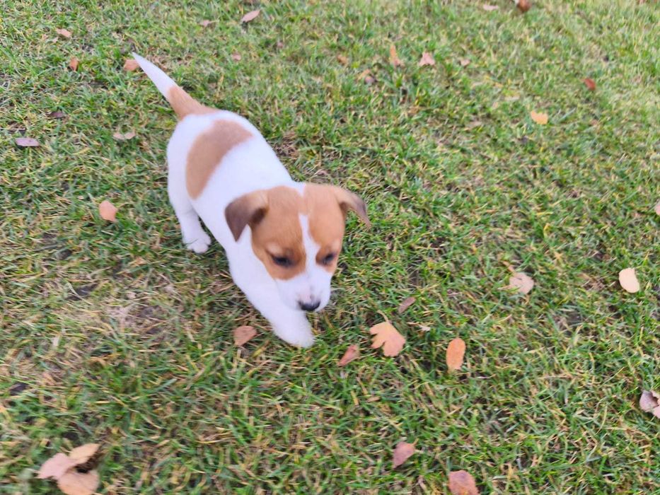 Jack Russell Terrier