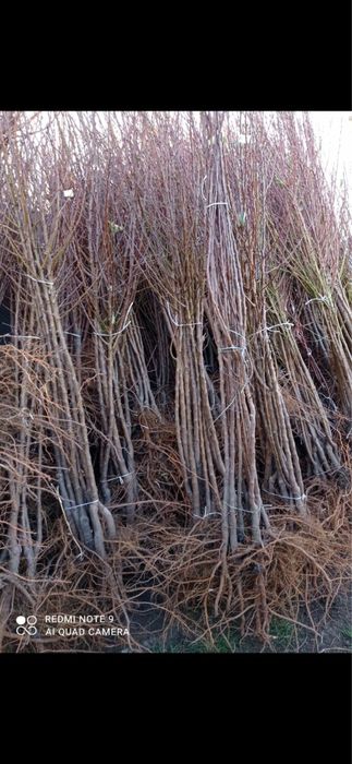 Саджанці Абрикосу/ОПТ та Роздріб