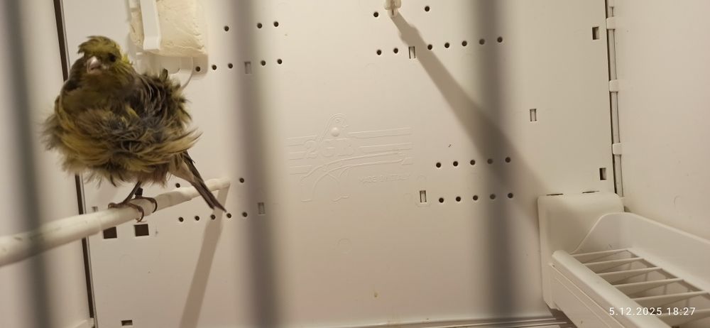 Kanarek kendeżawy Mehringer samiczka 2025 zielona