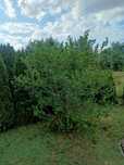Sadzonka aronii aronia 2m