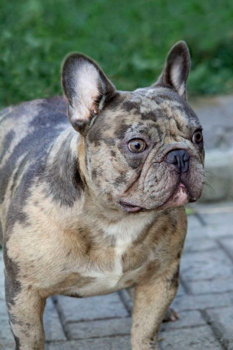 Французский бульдог